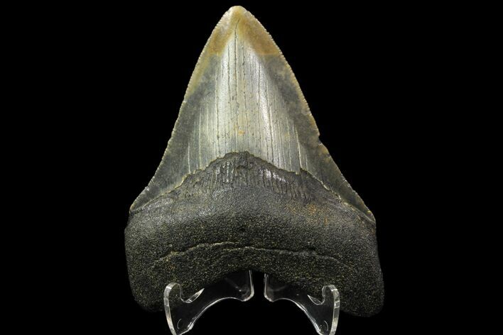 Serrated, Megalodon Tooth - North Carolina #88653